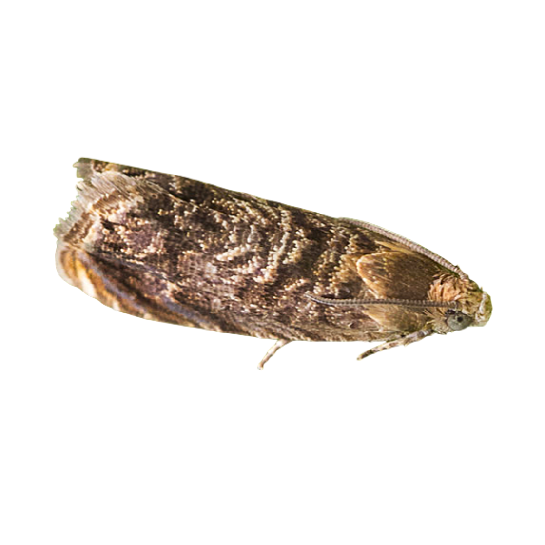 Grapholita janthinana